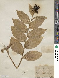 Maianthemum racemosum image