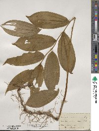 Maianthemum racemosum image