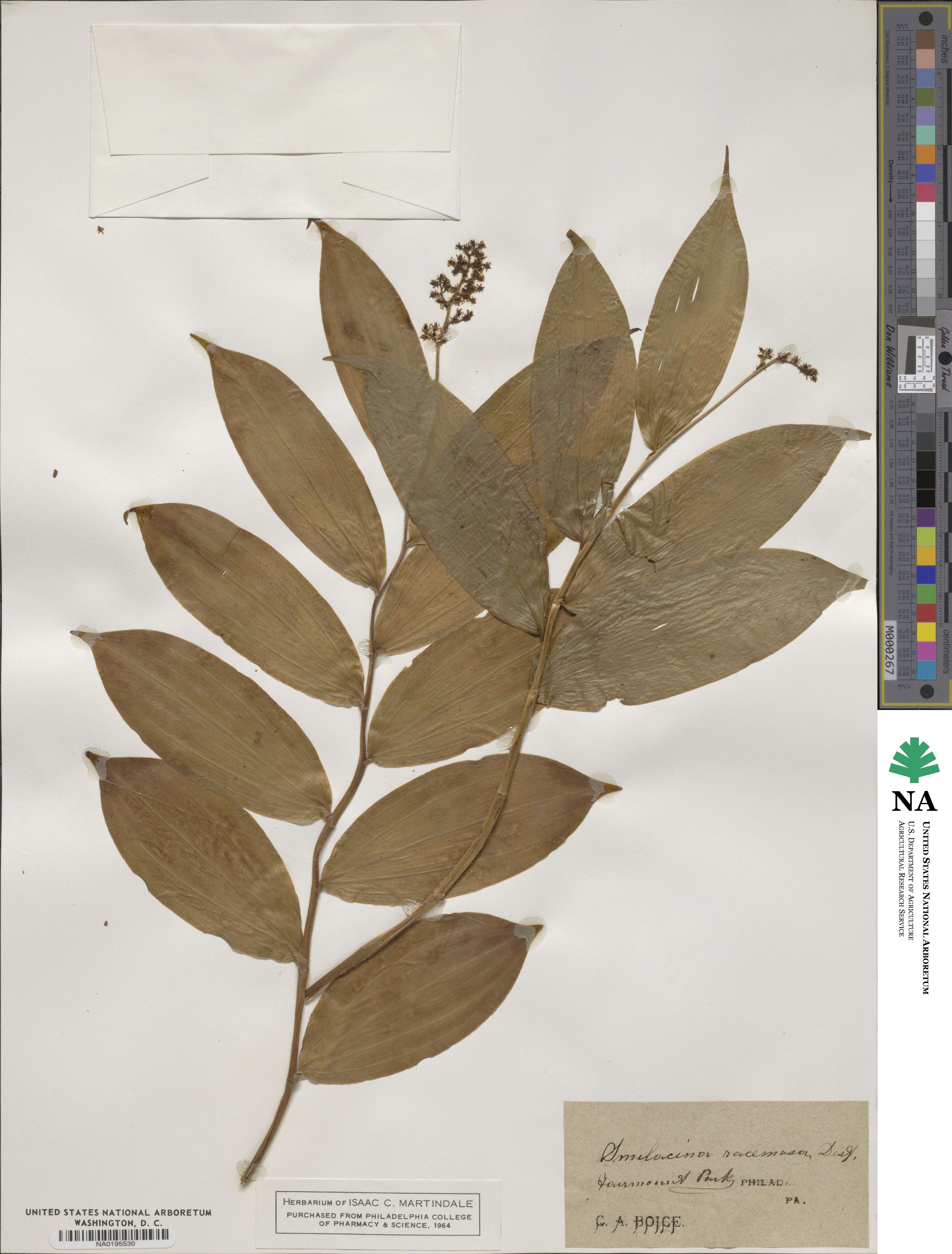 Maianthemum image