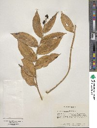 Maianthemum racemosum image