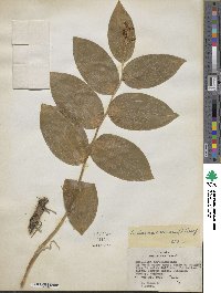 Maianthemum racemosum image