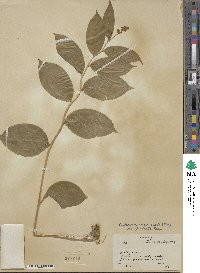 Maianthemum racemosum subsp. racemosum image