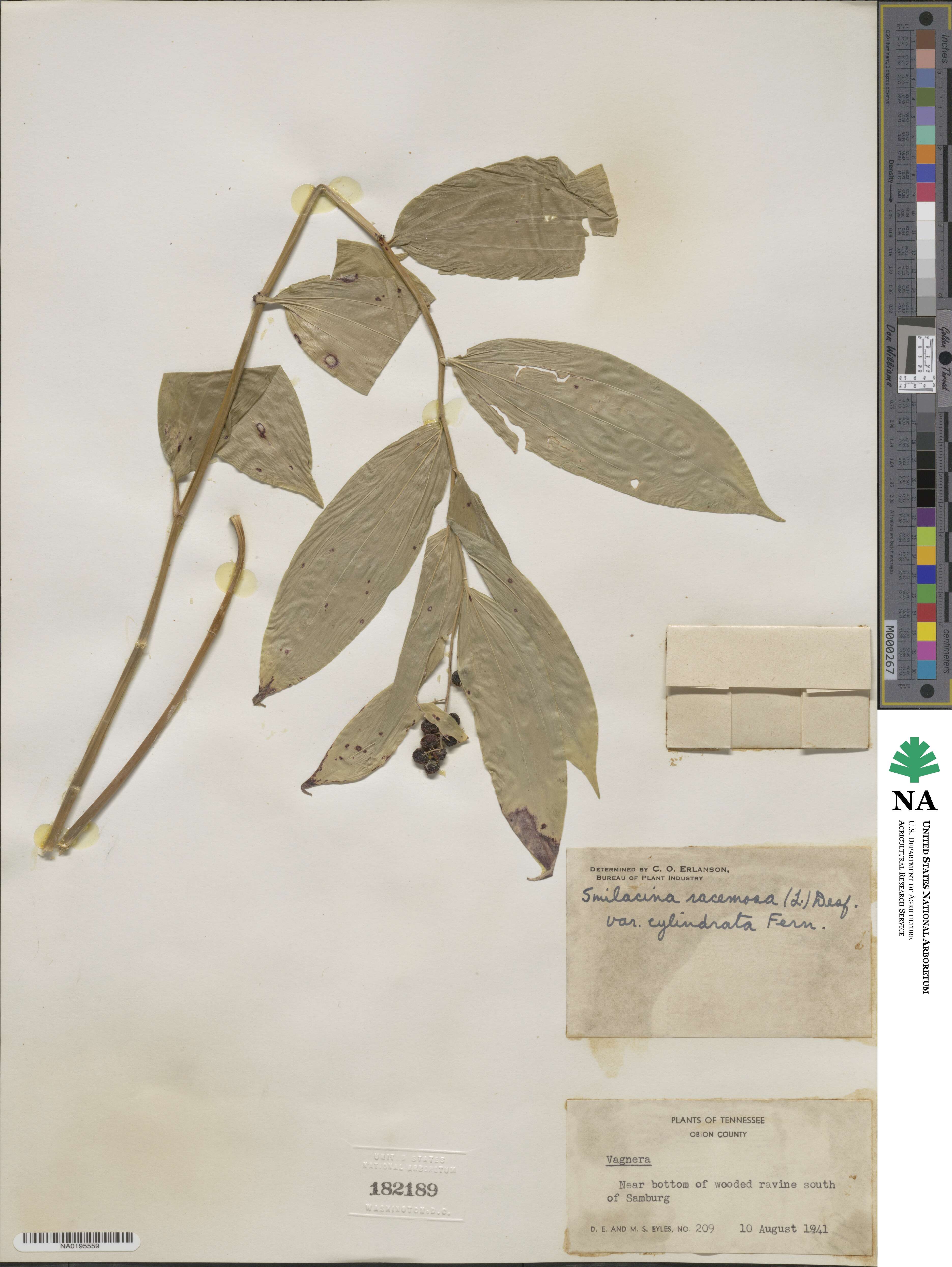 Maianthemum racemosum image