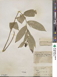 Maianthemum racemosum image