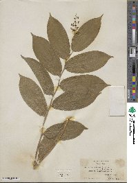 Maianthemum racemosum subsp. racemosum image