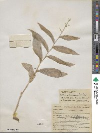 Maianthemum racemosum subsp. racemosum image