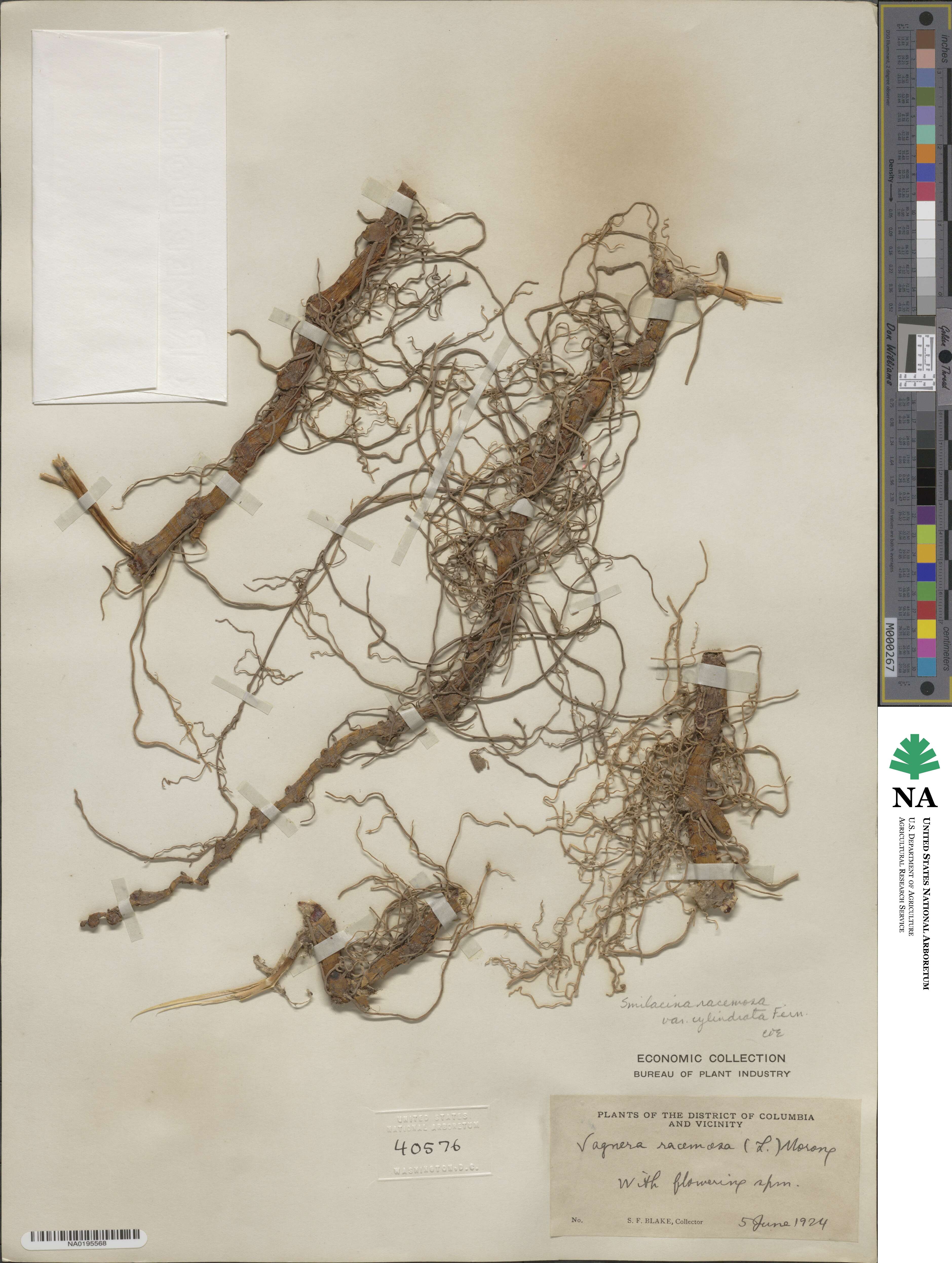 Maianthemum racemosum image