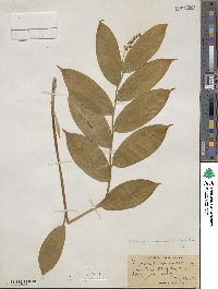 Maianthemum racemosum image