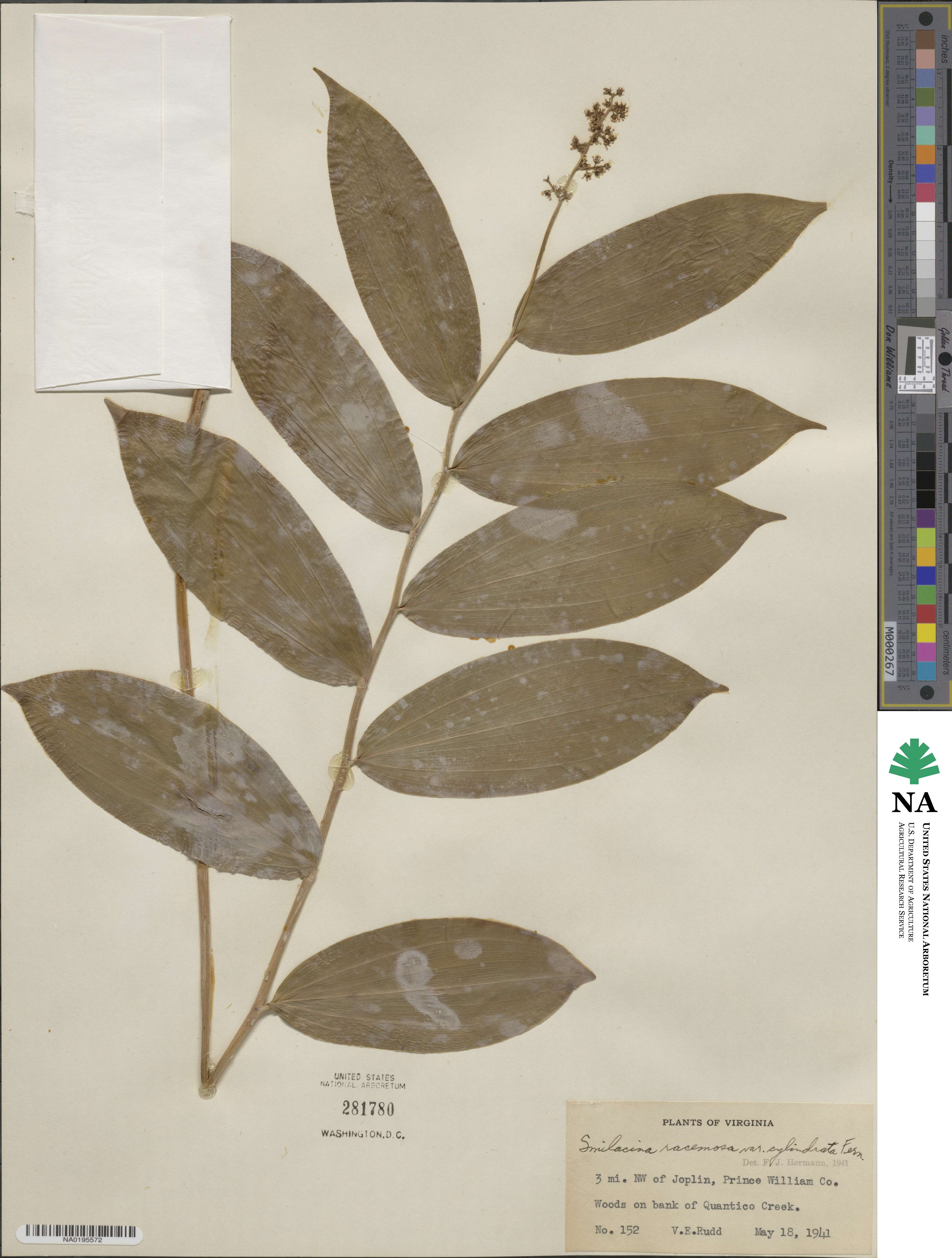 Maianthemum racemosum subsp. racemosum image