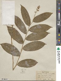 Maianthemum racemosum subsp. racemosum image