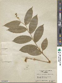 Maianthemum racemosum subsp. racemosum image