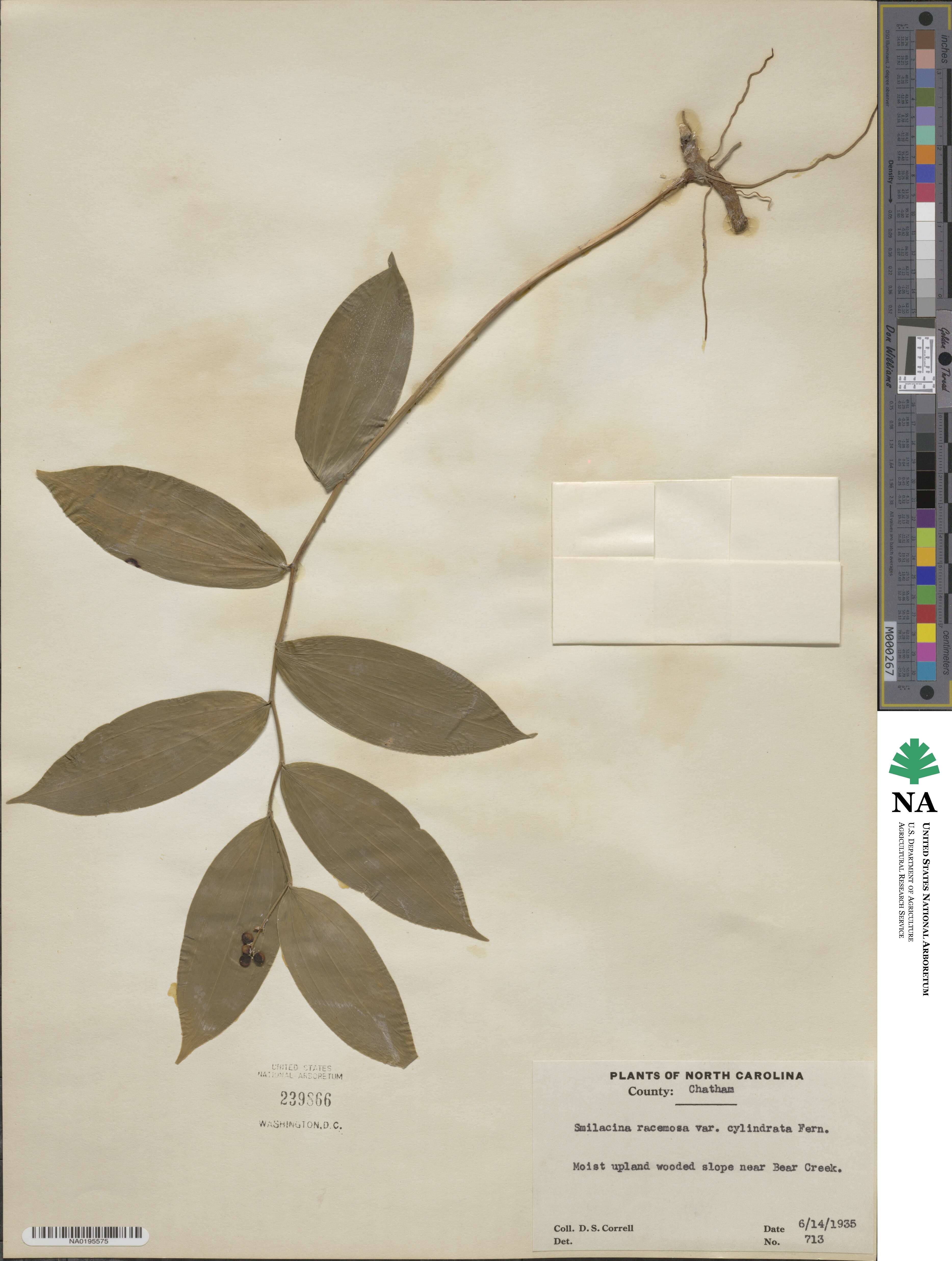 Maianthemum racemosum image