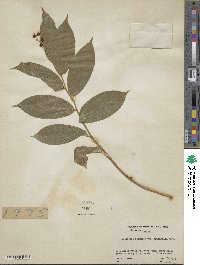 Maianthemum racemosum subsp. racemosum image