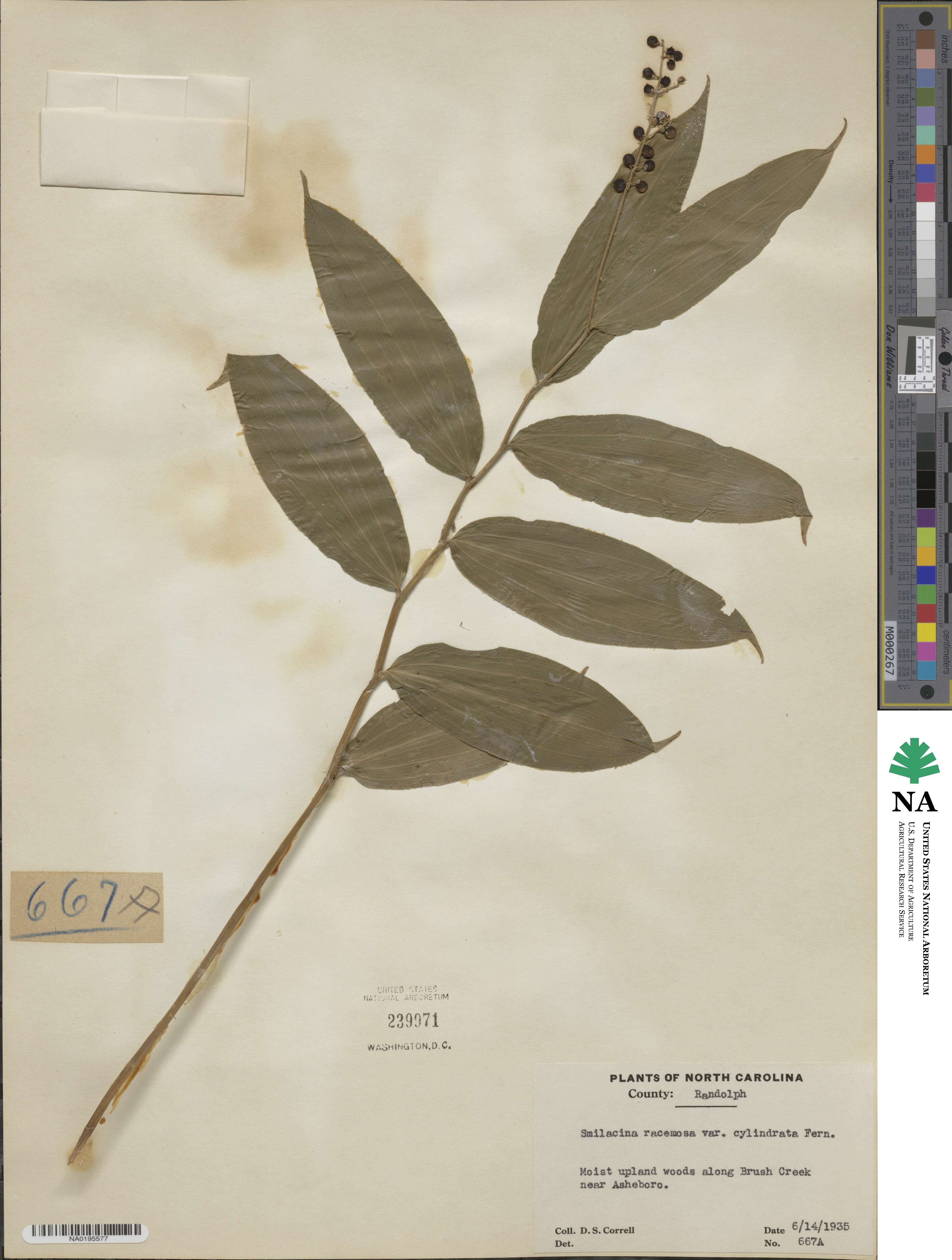 Maianthemum racemosum subsp. racemosum image