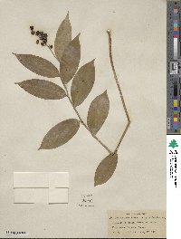 Maianthemum racemosum subsp. racemosum image