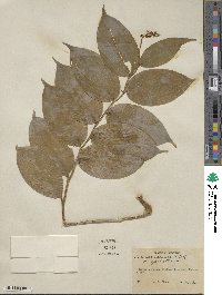 Maianthemum racemosum subsp. racemosum image