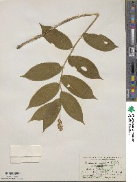 Maianthemum racemosum subsp. racemosum image