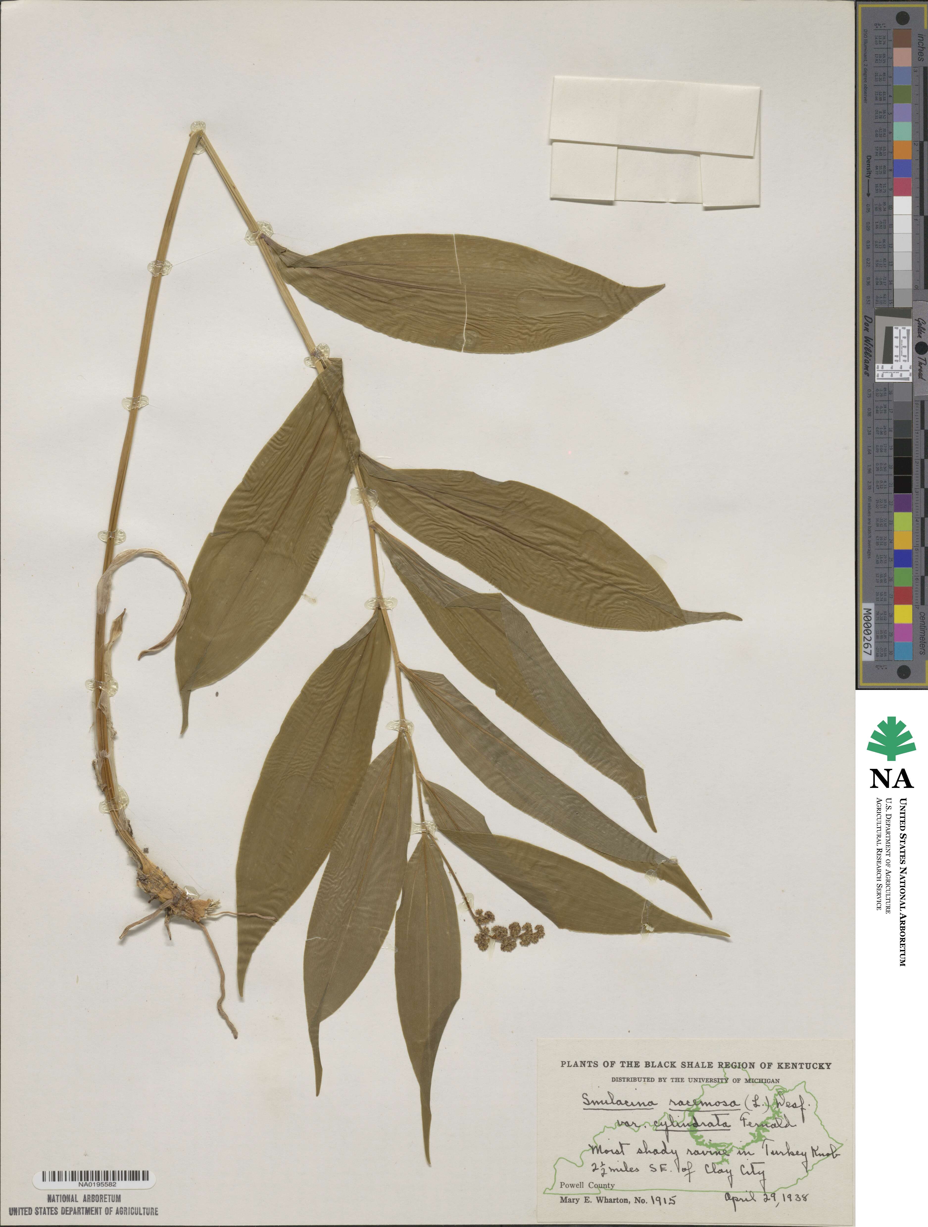 Maianthemum racemosum subsp. racemosum image