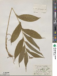 Maianthemum racemosum image