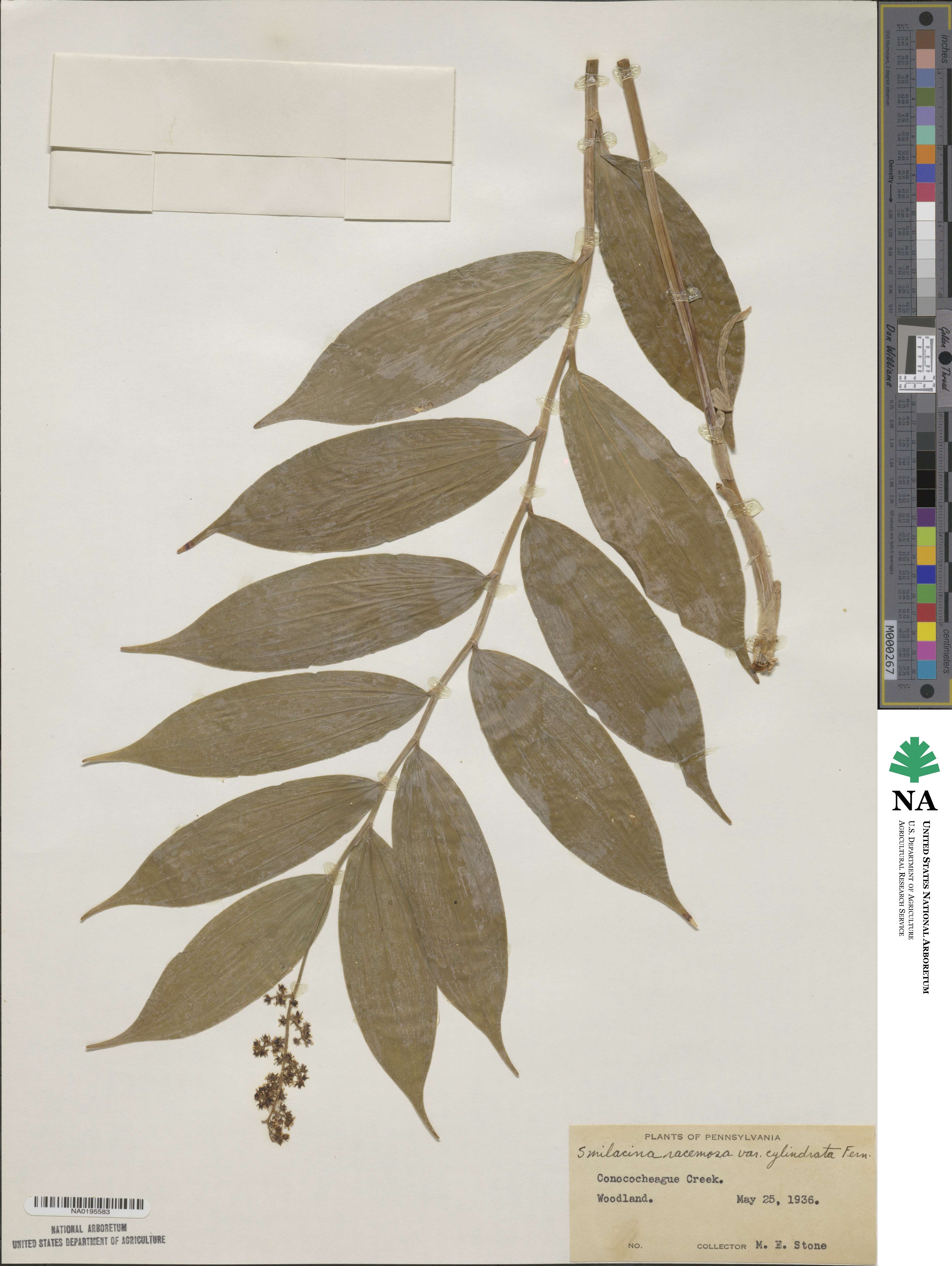 Maianthemum racemosum image