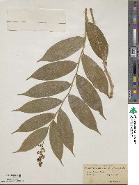 Maianthemum racemosum subsp. racemosum image