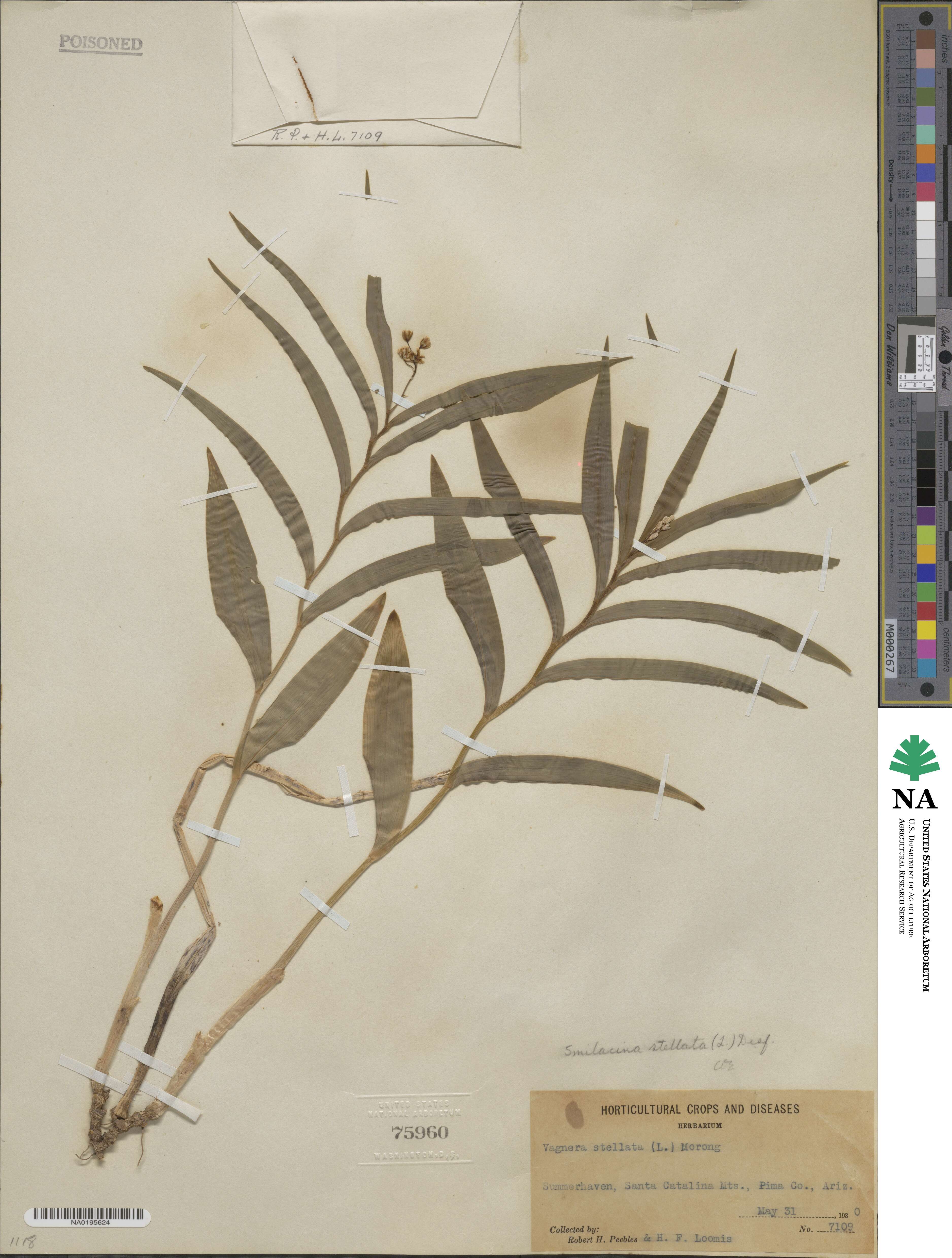 Maianthemum image