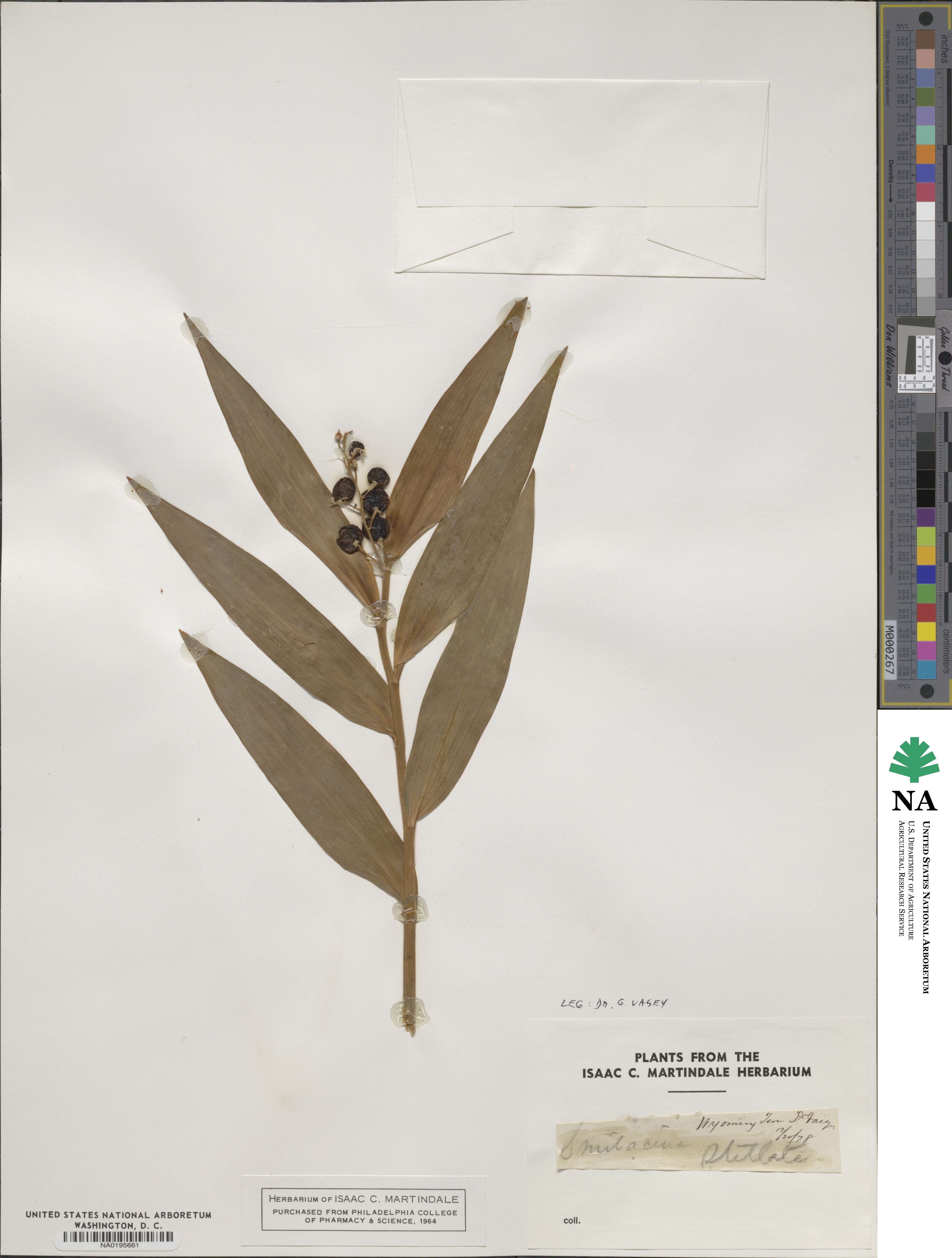 Maianthemum stellatum image