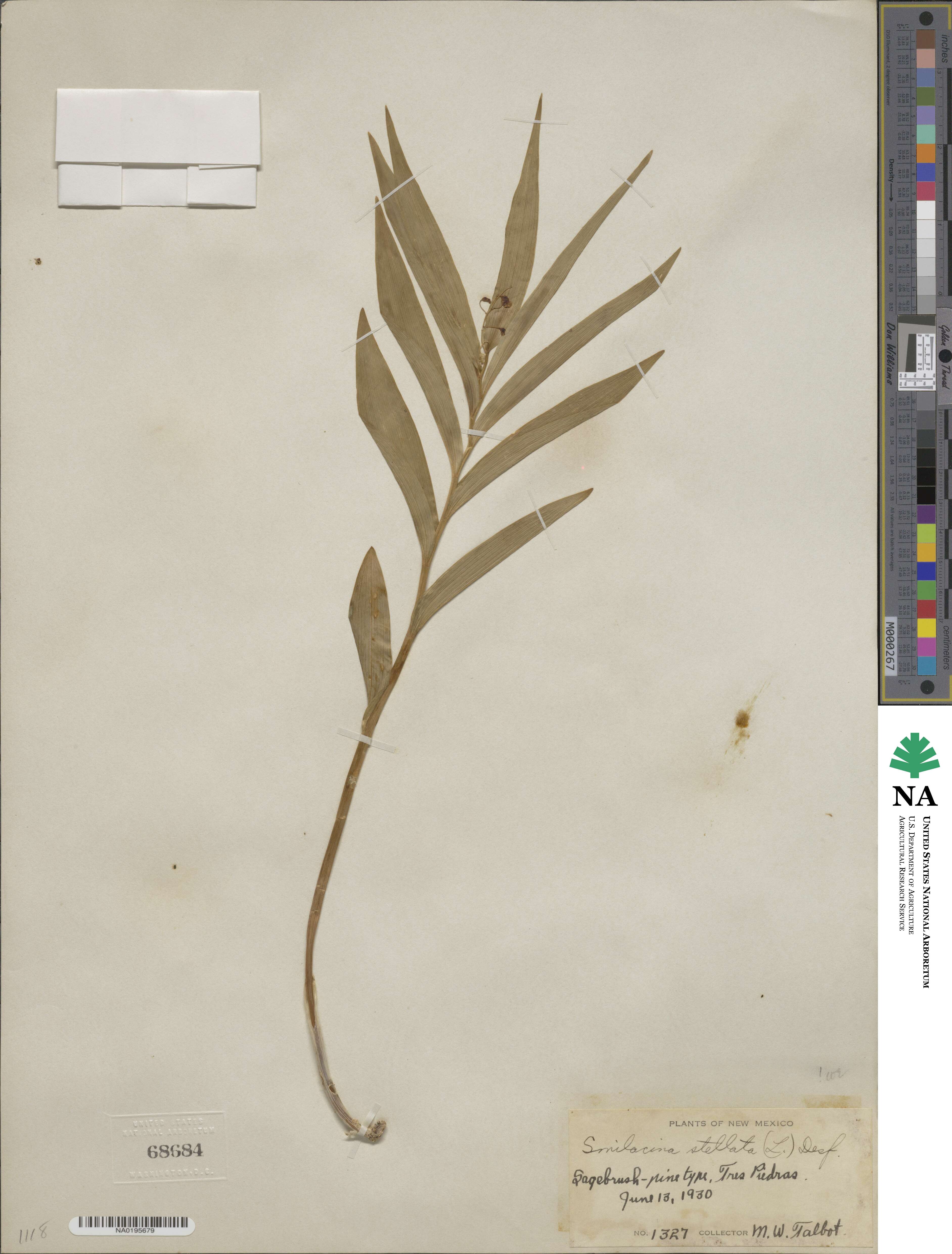Maianthemum image