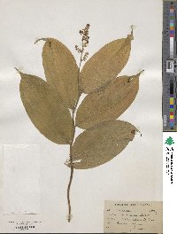 Maianthemum stellatum image