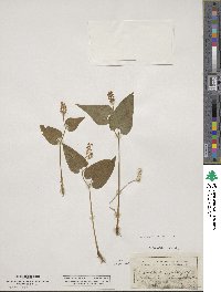 Maianthemum bifolium image