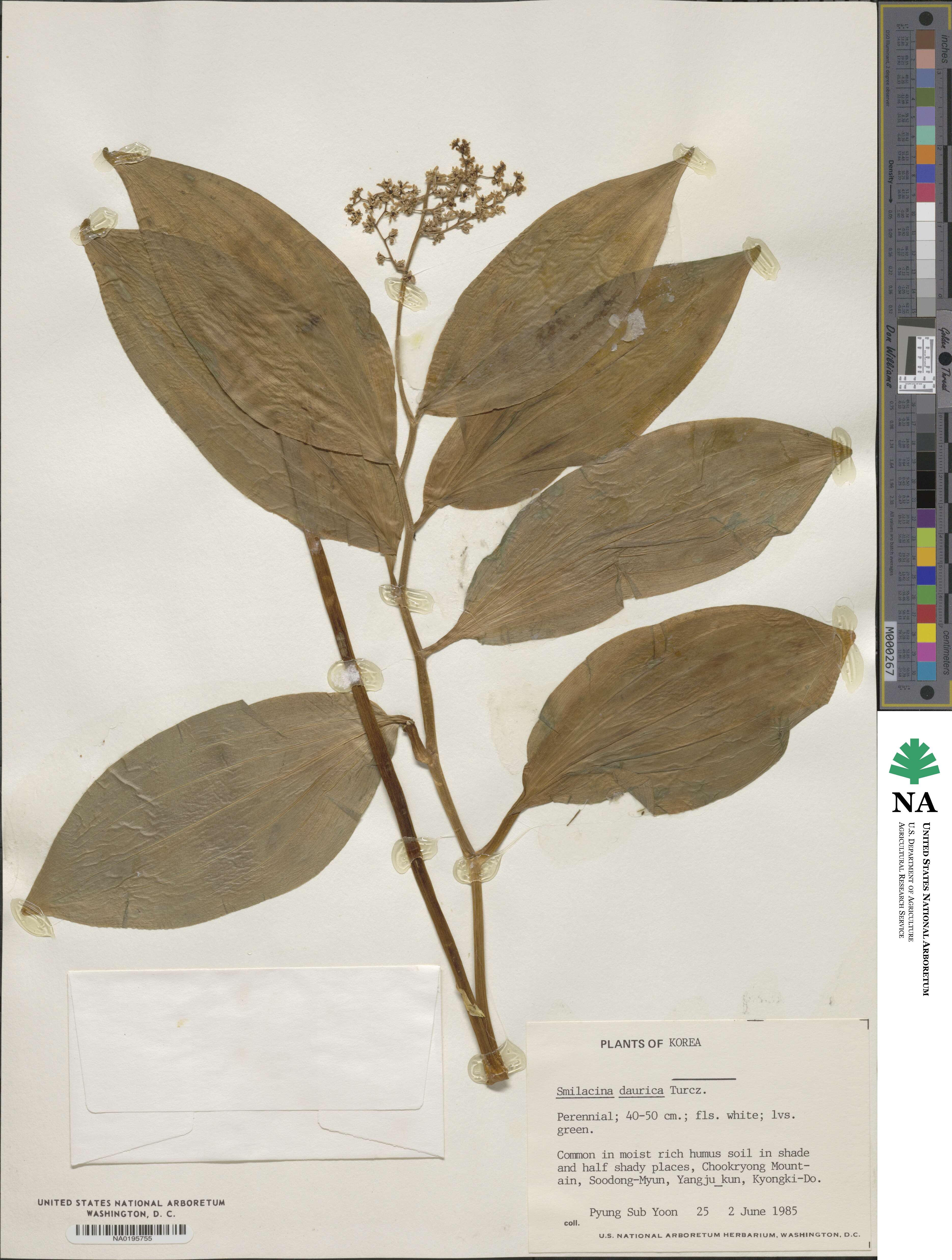 Maianthemum dahuricum image