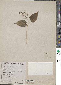 Image of Maianthemum fuscum