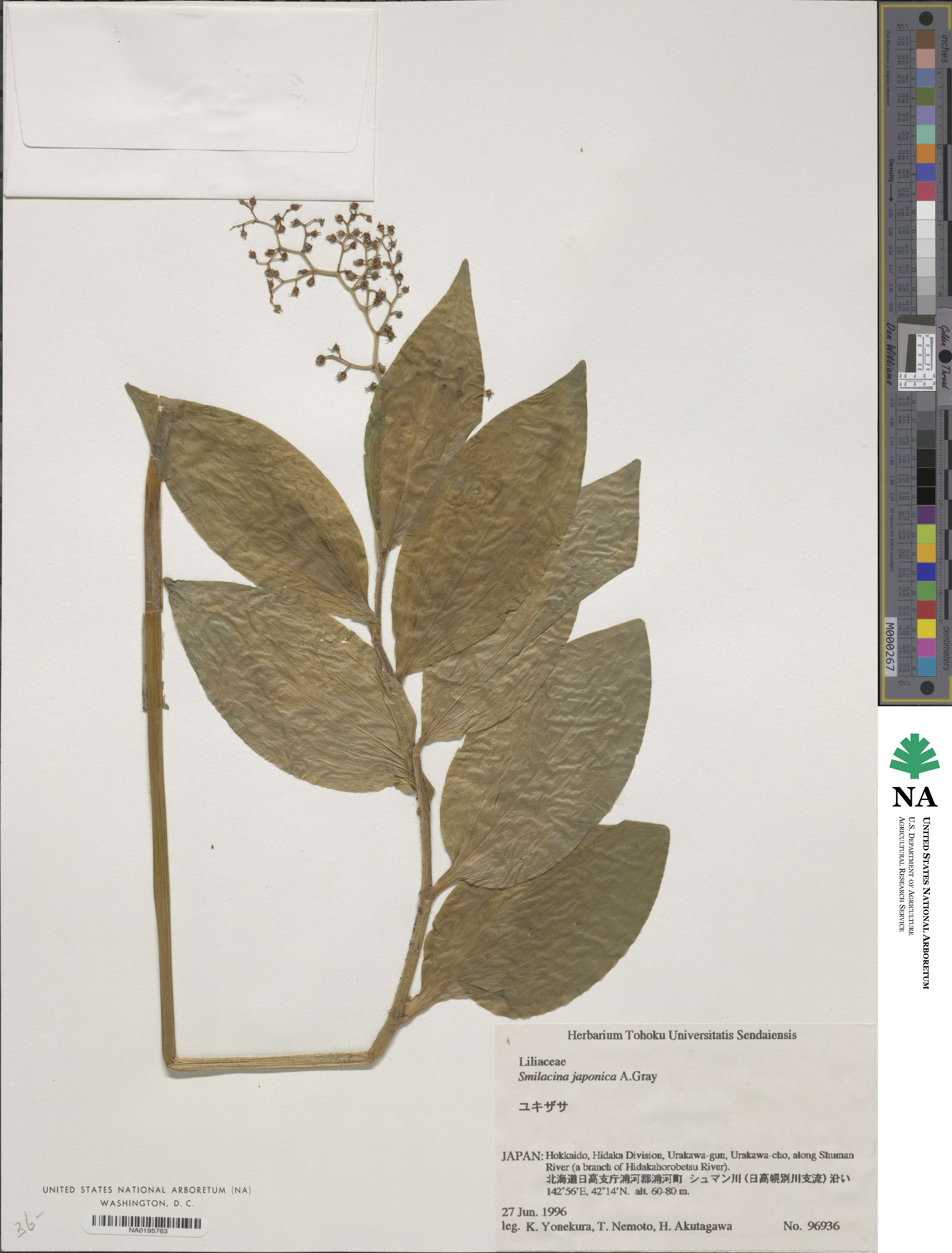 Maianthemum japonicum image