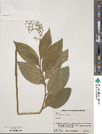 Maianthemum japonicum image