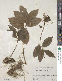 Maianthemum japonicum image