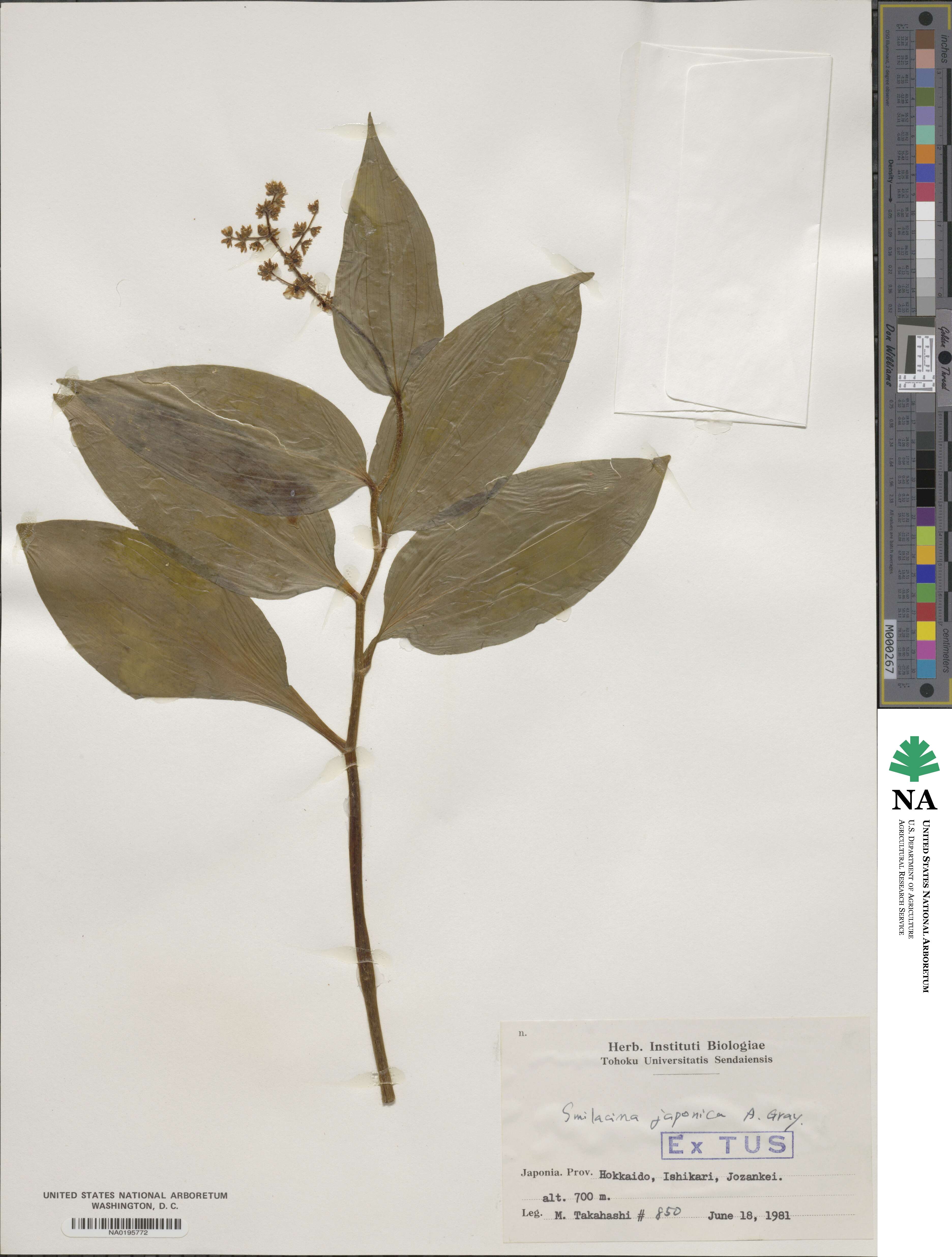 Maianthemum japonicum image