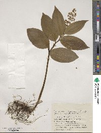 Maianthemum japonicum image