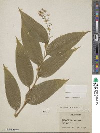 Image of Maianthemum flexuosum