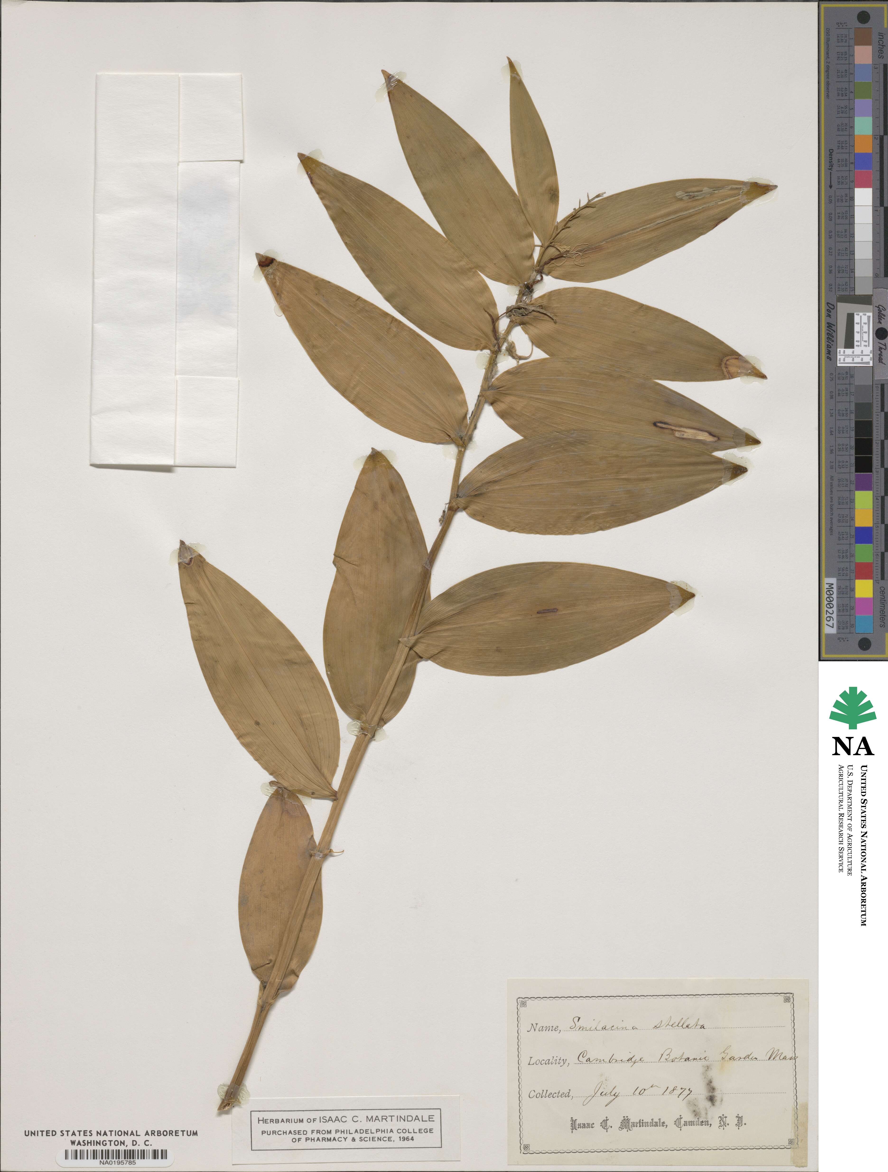 Maianthemum stellatum image