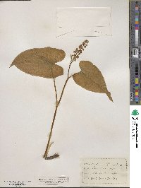 Maianthemum bifolium image