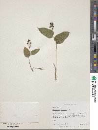 Maianthemum canadense image