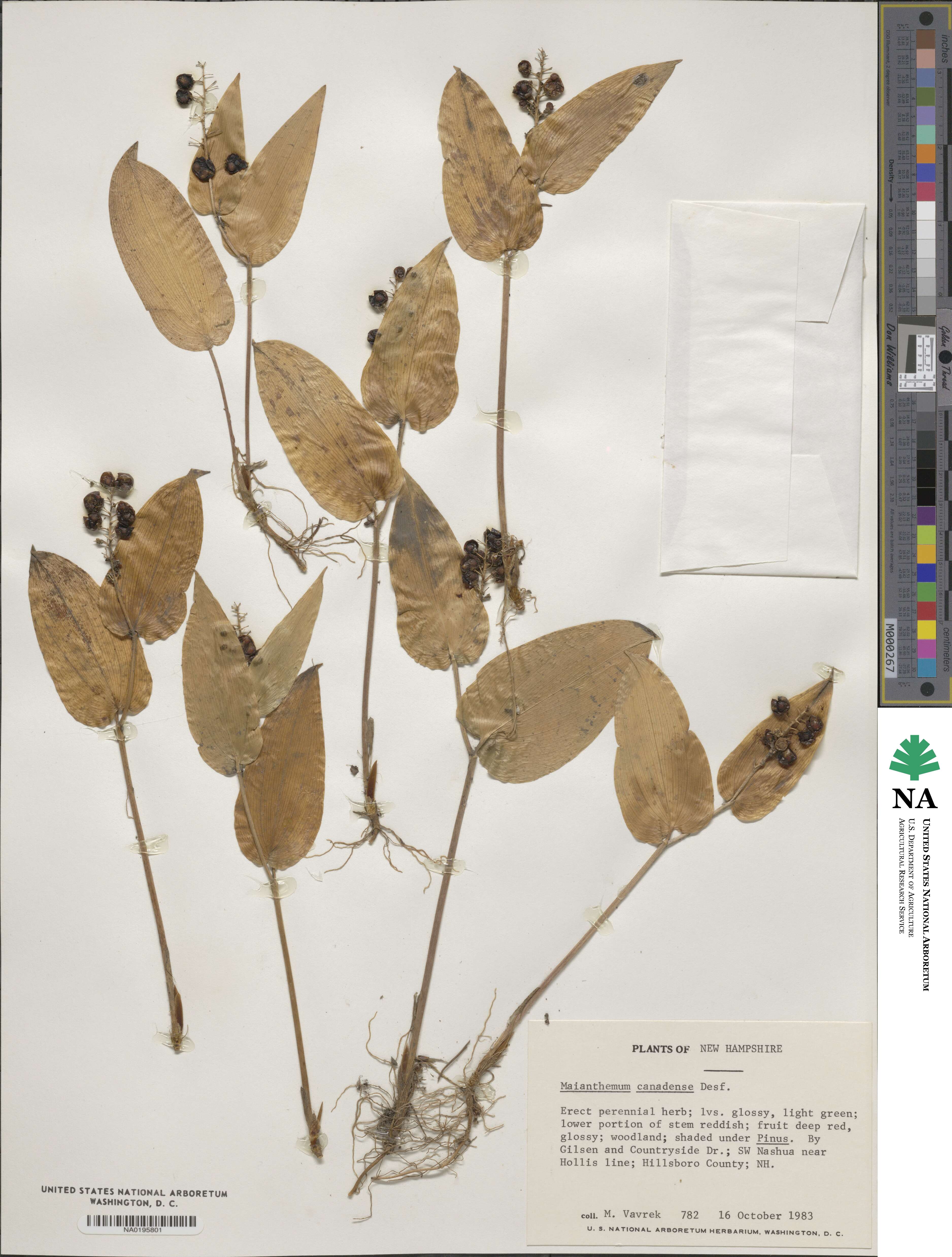 Maianthemum canadense image