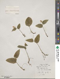 Maianthemum canadense image