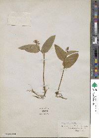 Maianthemum canadense image