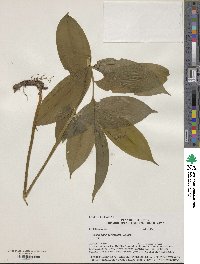 Maianthemum racemosum image