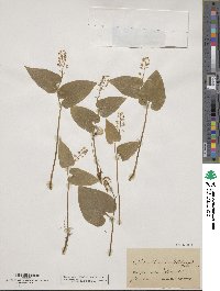 Maianthemum bifolium image