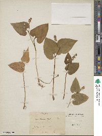 Maianthemum bifolium image