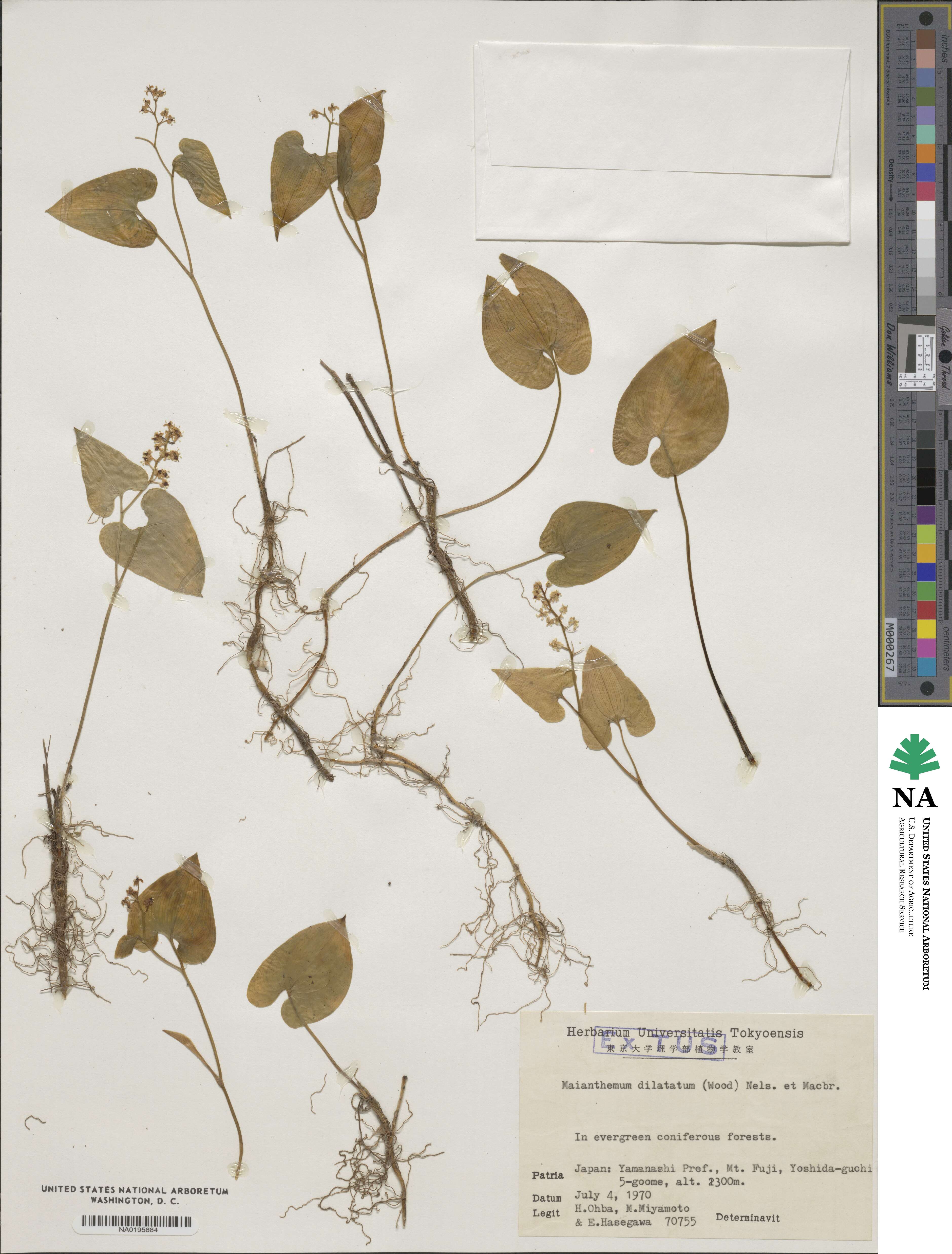 Maianthemum dilatatum image