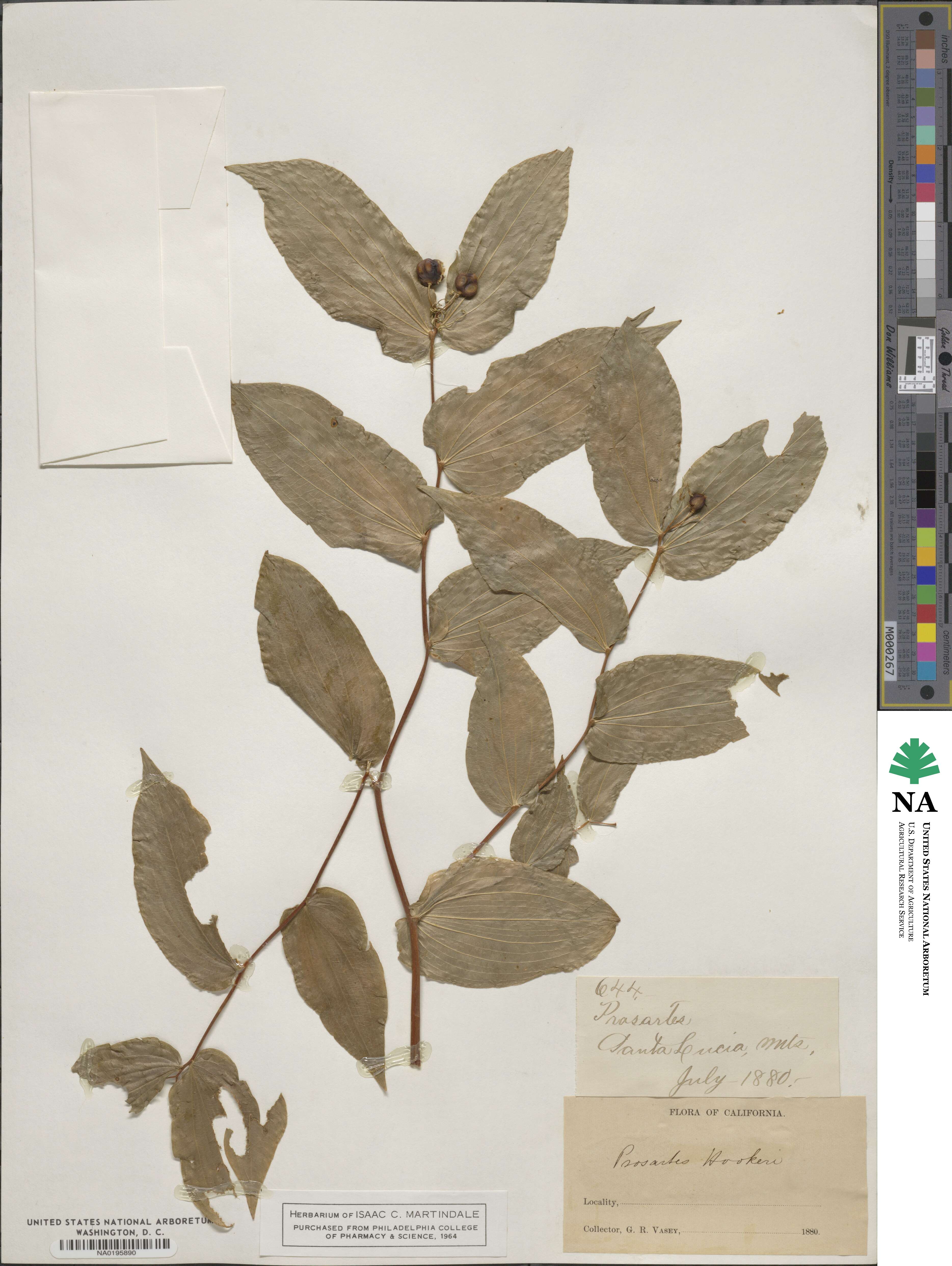 Prosartes hookeri image