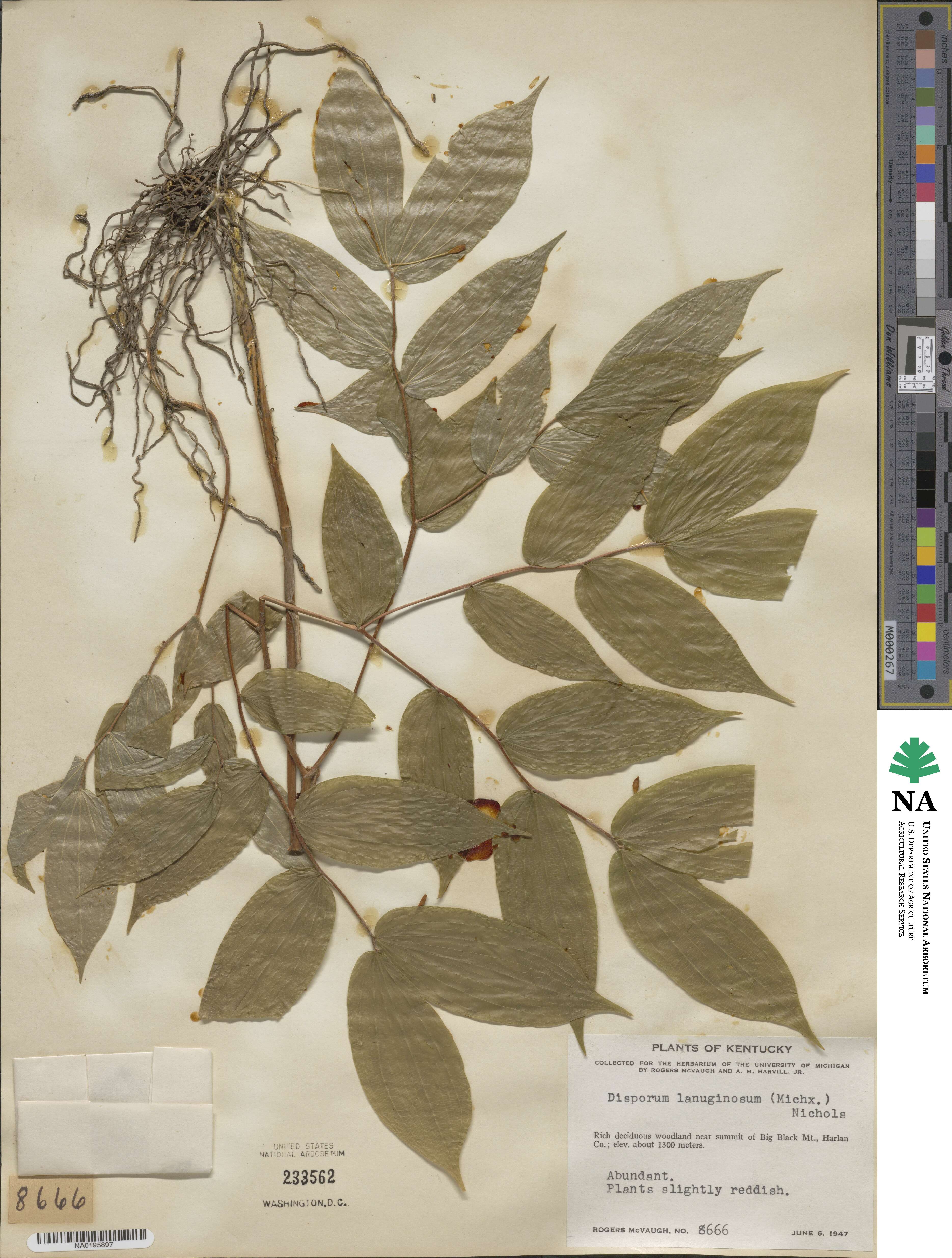 Prosartes lanuginosa image